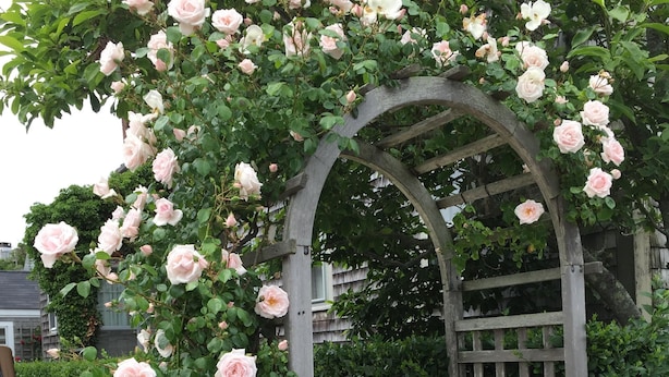 A wooden mailbox with a number plate, surrounded by a wooden fence and a wooden archway covered with pink roses.
