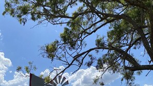 A windmill in a landscaped area with a building in the background. - Warwick Country Retreat Pets allowed  (Rosenthal Heights)