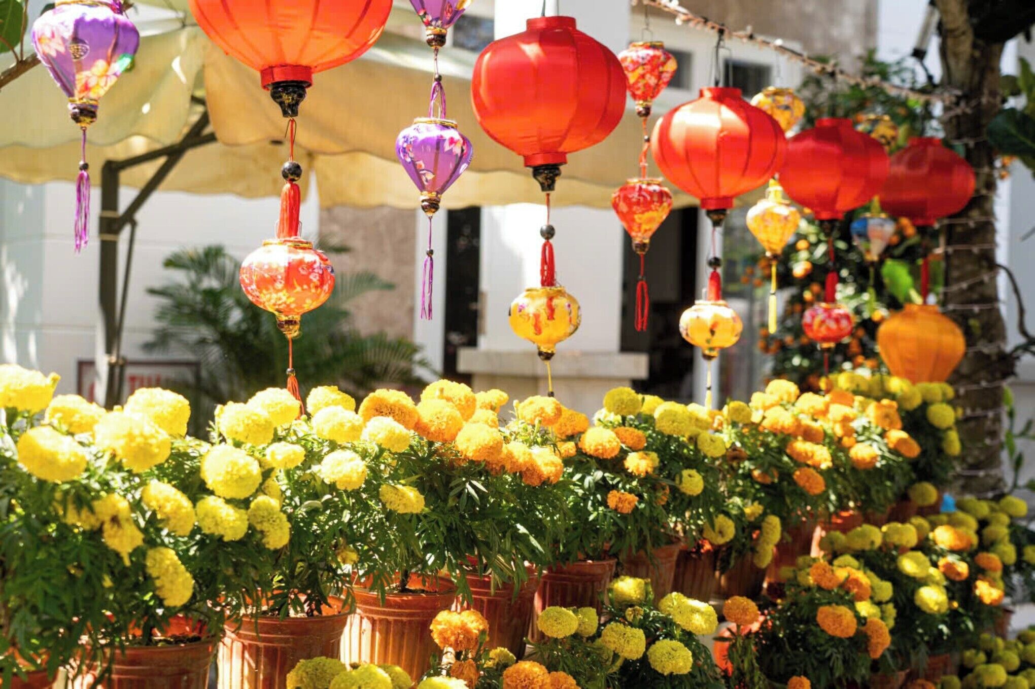 A row of potted marigold flowers under colorful hanging lanterns.