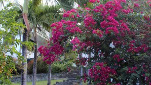 A pathway with steps leading through a garden with palm trees and pink bougainvillea flowers. - Casa Anonna - Stunning oceans views and pool! (Vieques)