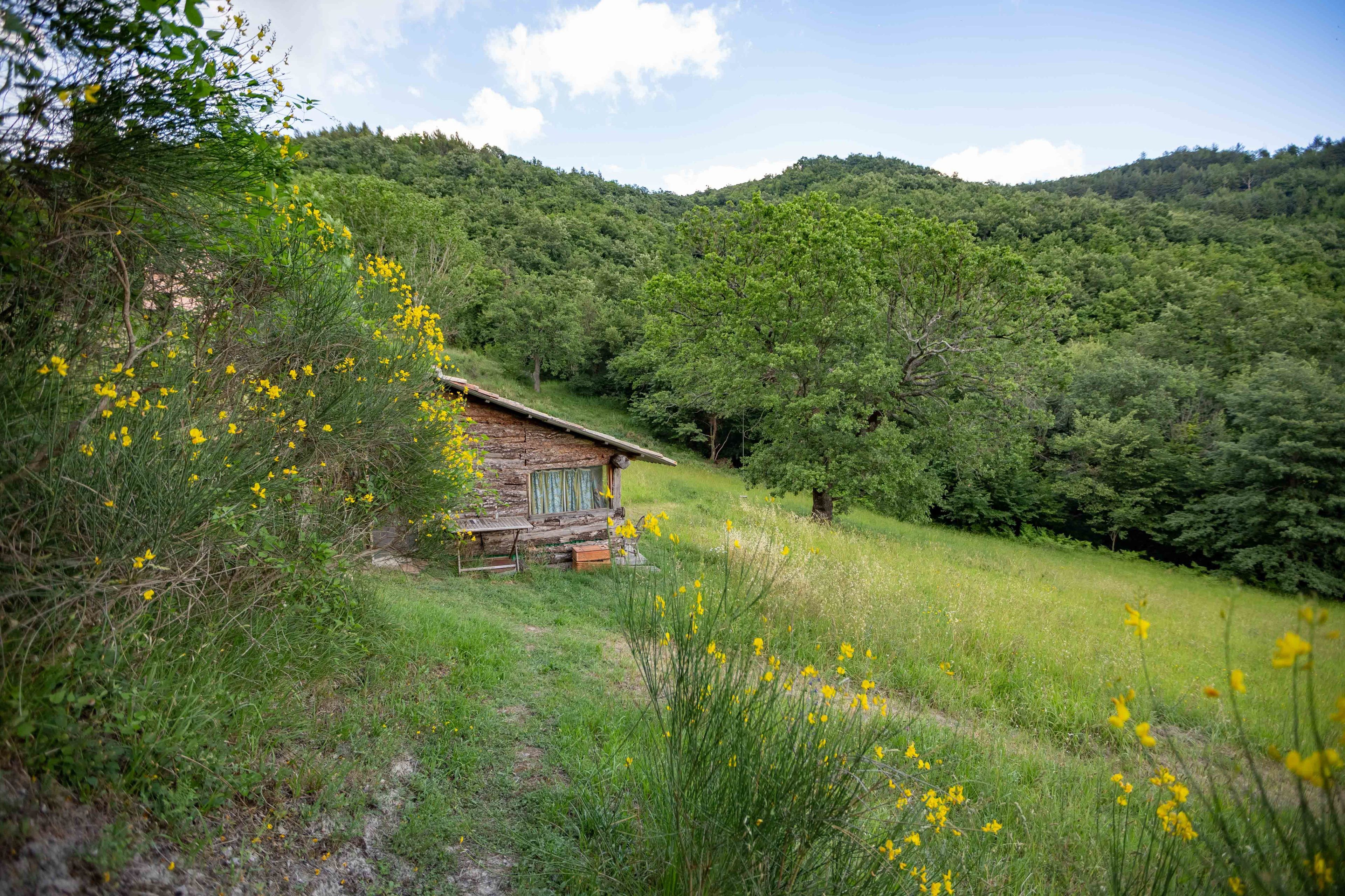 A rustic cabin nestled in a lush green valley with a clear path leading to it.