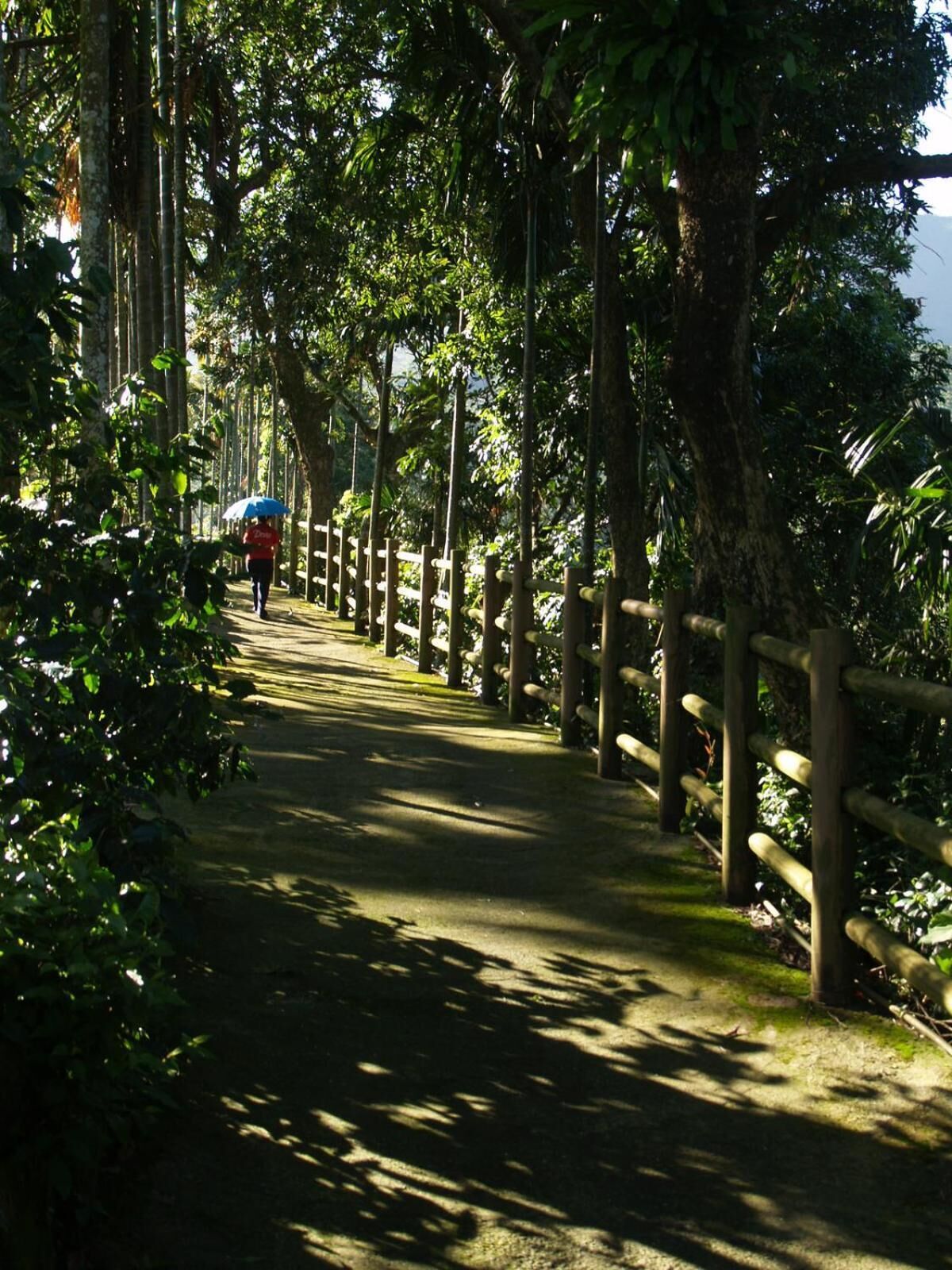 Un camí de fusta envoltat d'arbres que condueix a una persona allunyada amb un paraigua.