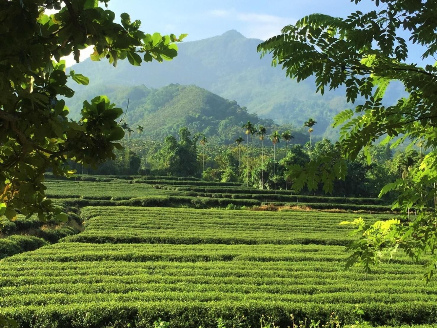A lush green tea plantation with terraced fields and a mountain in the background.