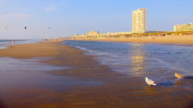 Una playa con arena, algunas aves y edificios al fondo.