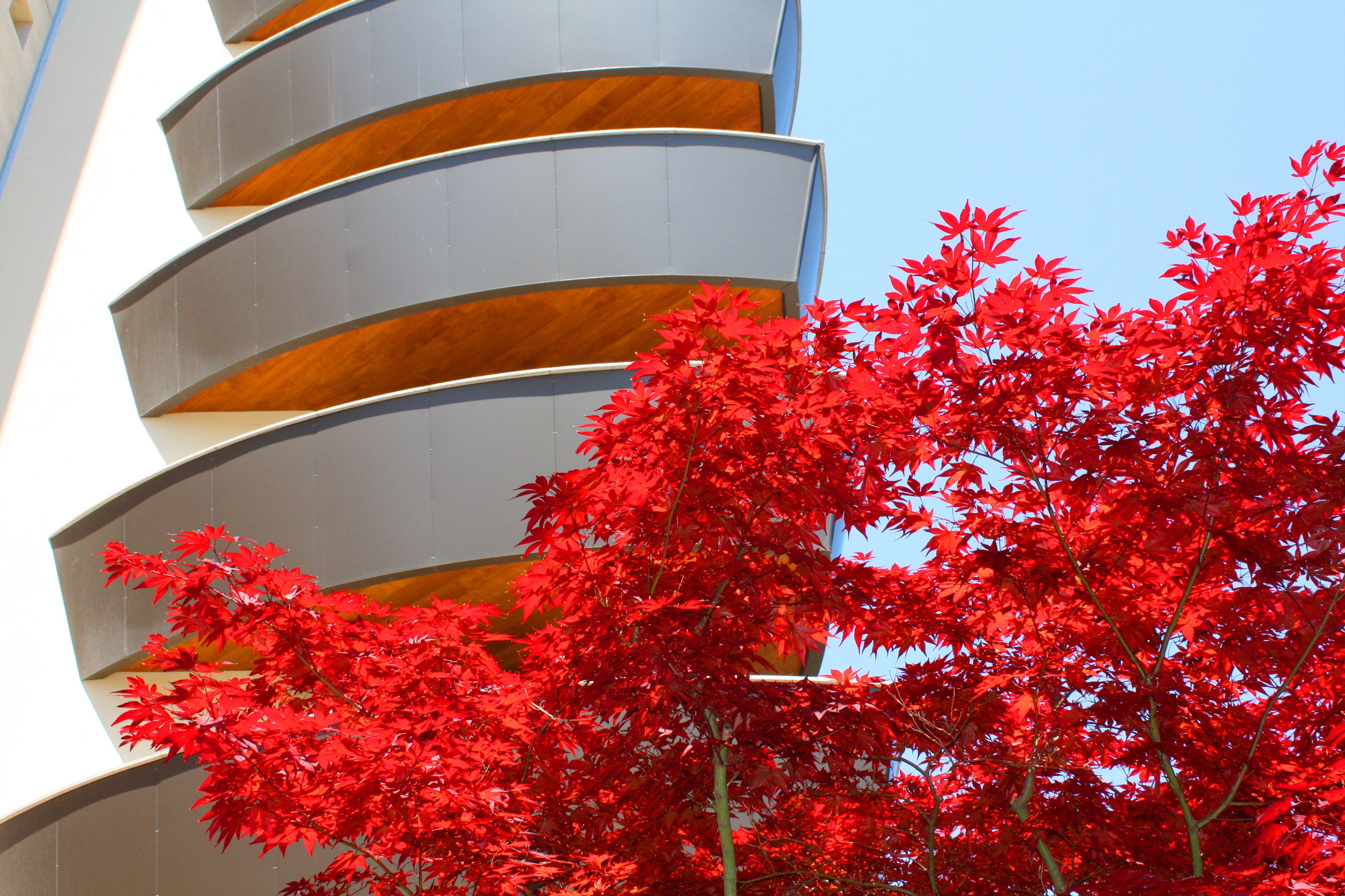 Un bâtiment moderne doté de balcons aux lignes courbes, avec un arbre aux feuilles rouges en premier plan.
