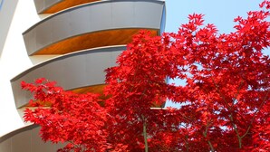 Un bâtiment moderne doté de balcons aux lignes courbes, avec un arbre aux feuilles rouges en premier plan.