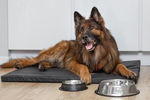 Pet-friendly - MARGI Gaja Apartament (Szczecin)