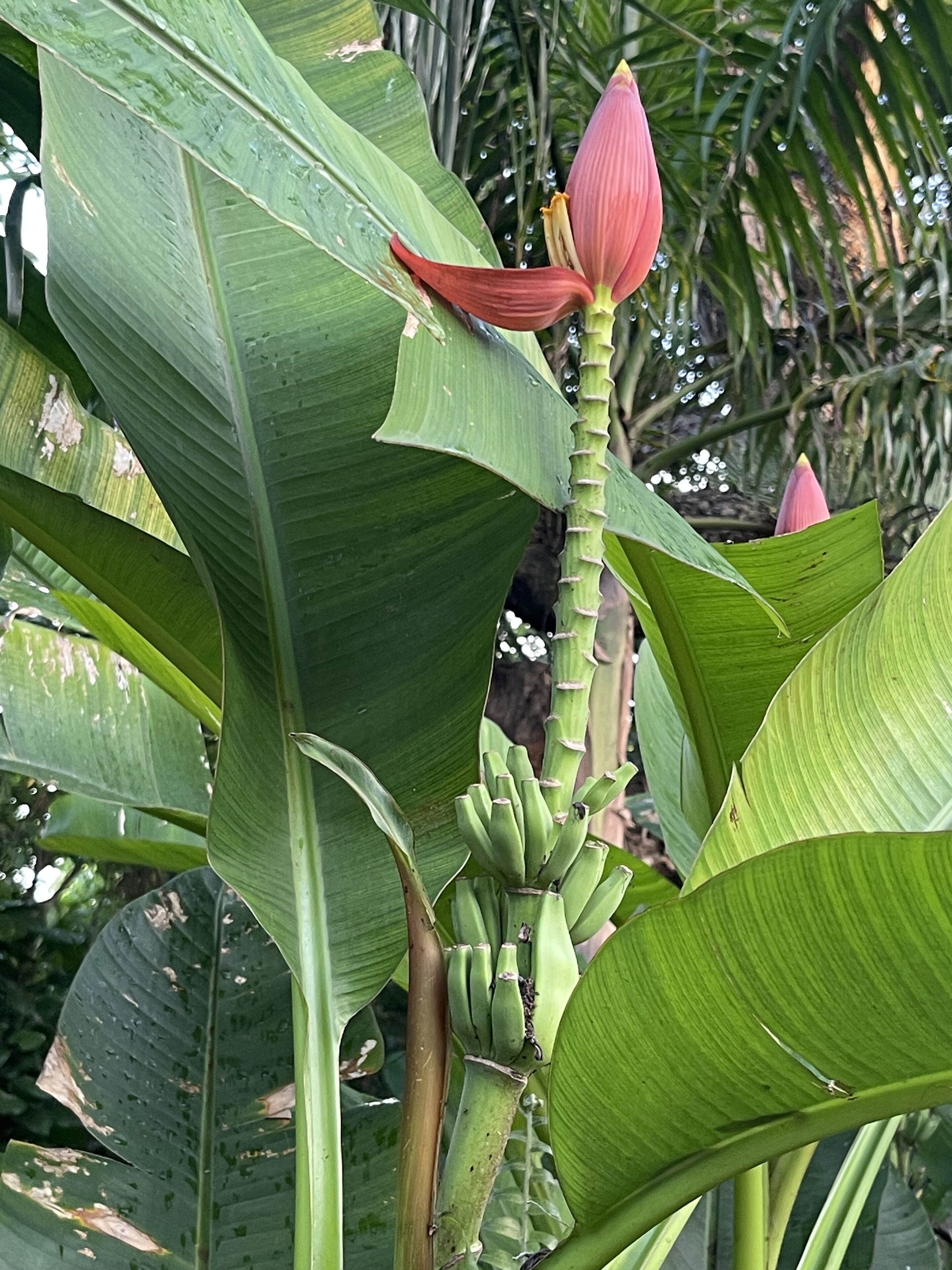 A plant with large green leaves and a pink flower bud.