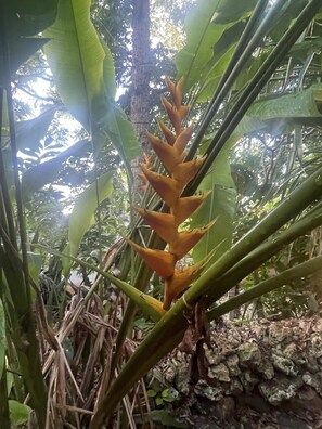 Exterior - Jah Freedom Inn Negril (Negril)