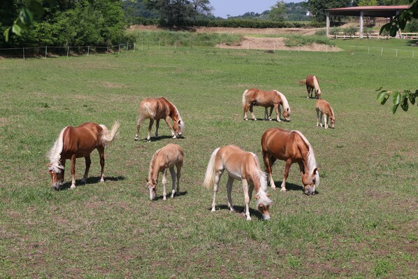 A grassy field with several horses grazing. - Agriturismo Tenuta Le Sorgive (Solferino)