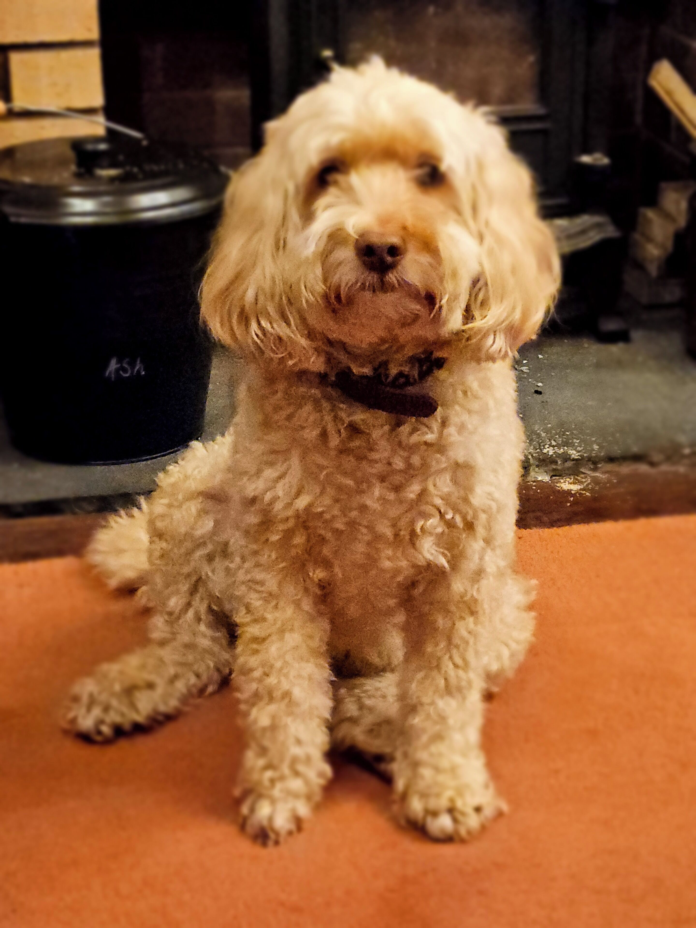Un petit chien à la fourrure douce, assis sur un tapis.