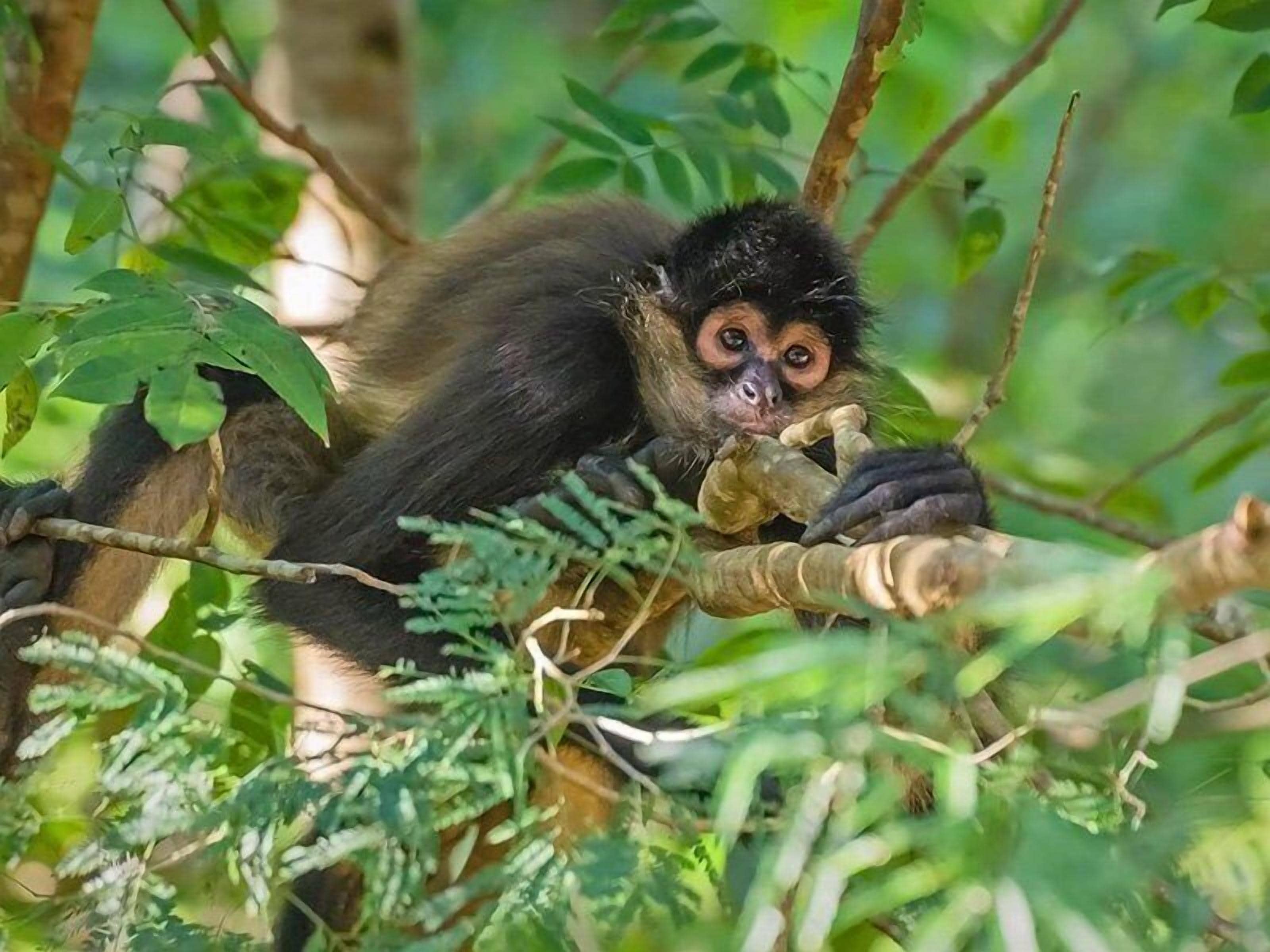 Photo - Ikal Tulum Hotel