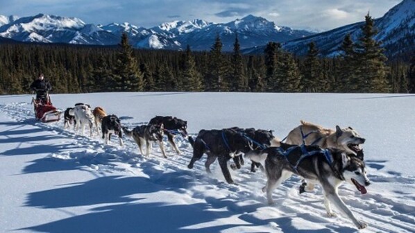 A group of sled dogs pulling a sled across a snowy landscape with mountains in the background.