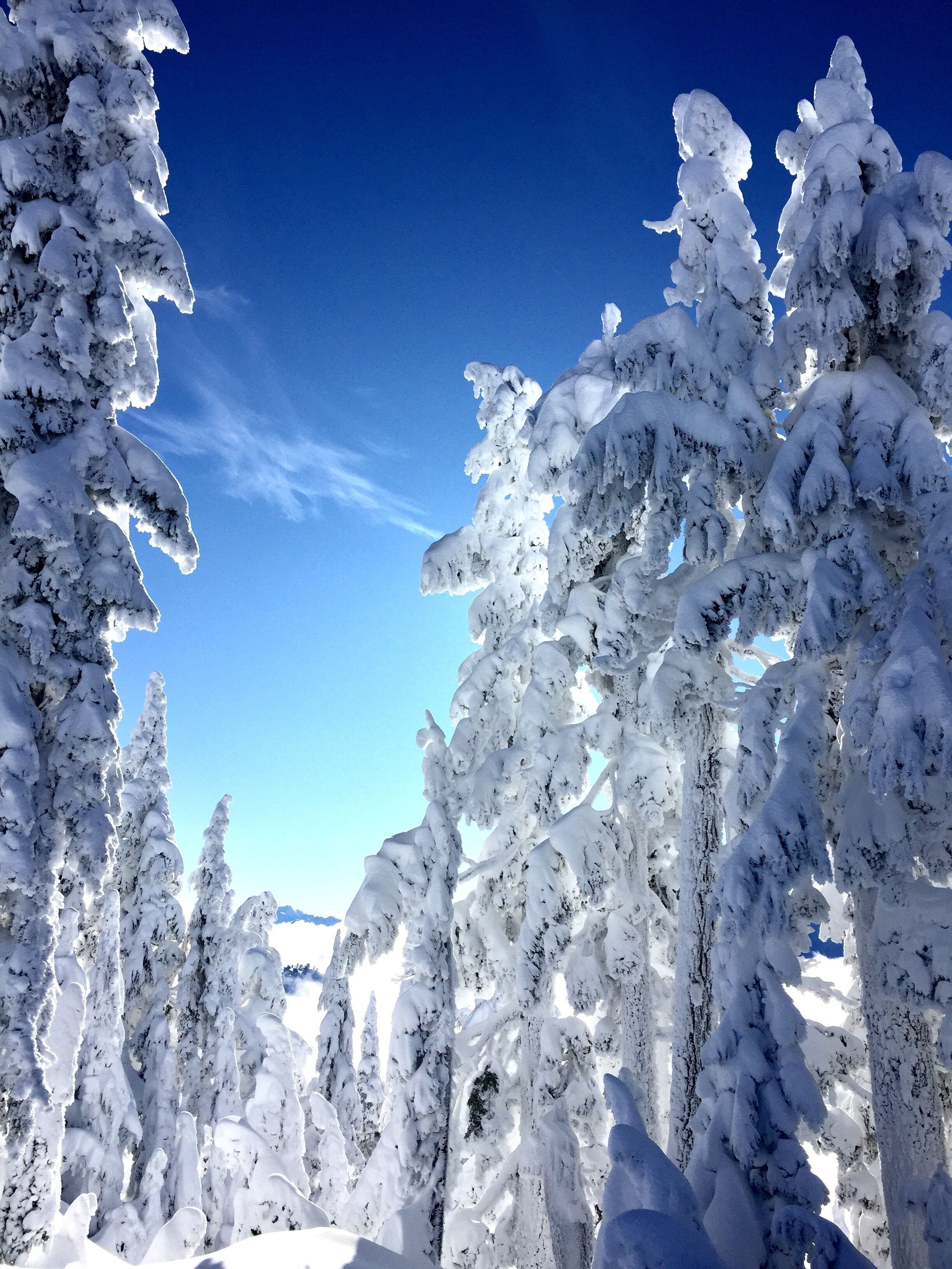 Une forêt enneigée, avec de grands arbres couverts de neige.