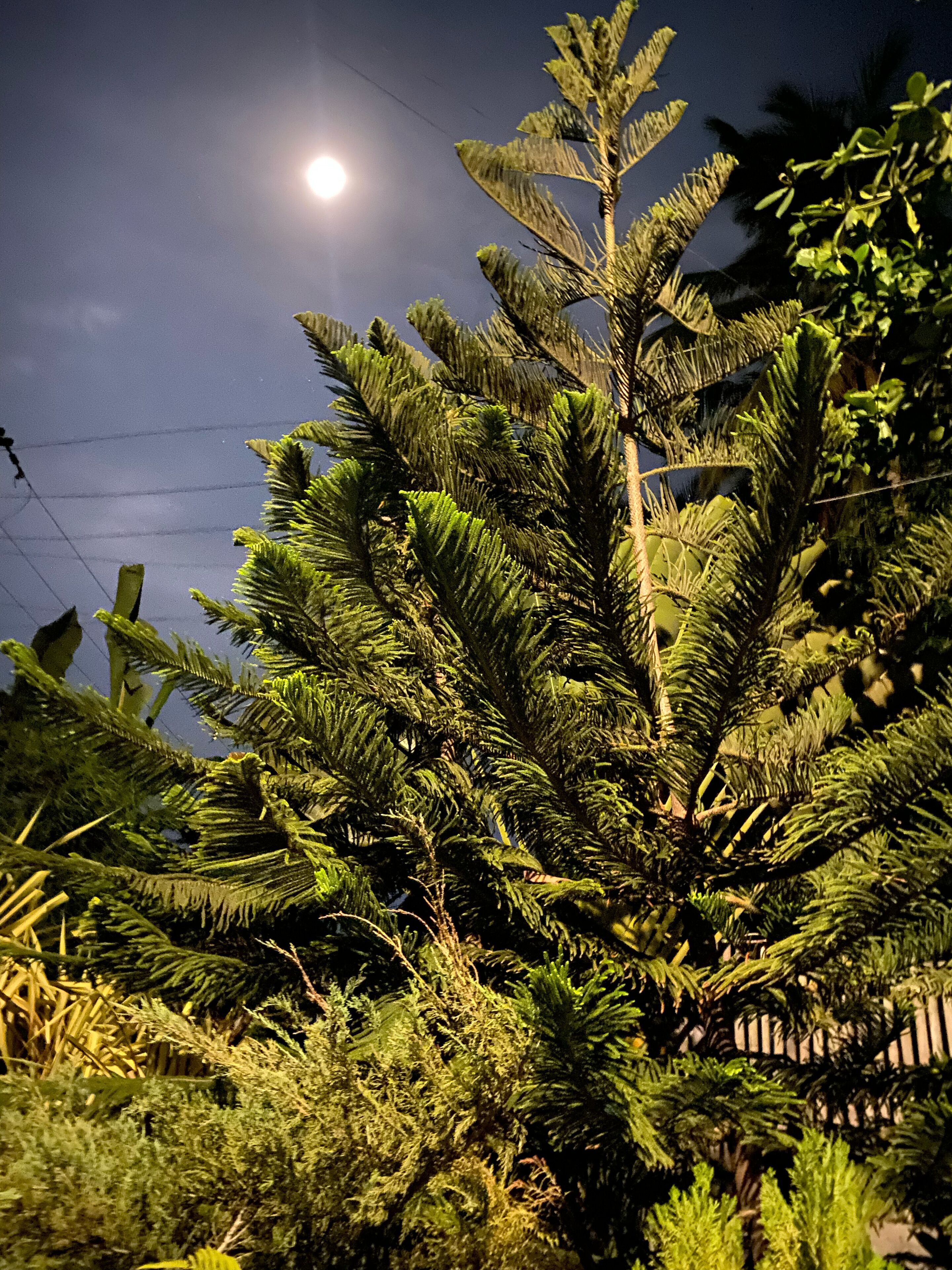 deluxe double or twin room, multiple beds, garden view | garden view