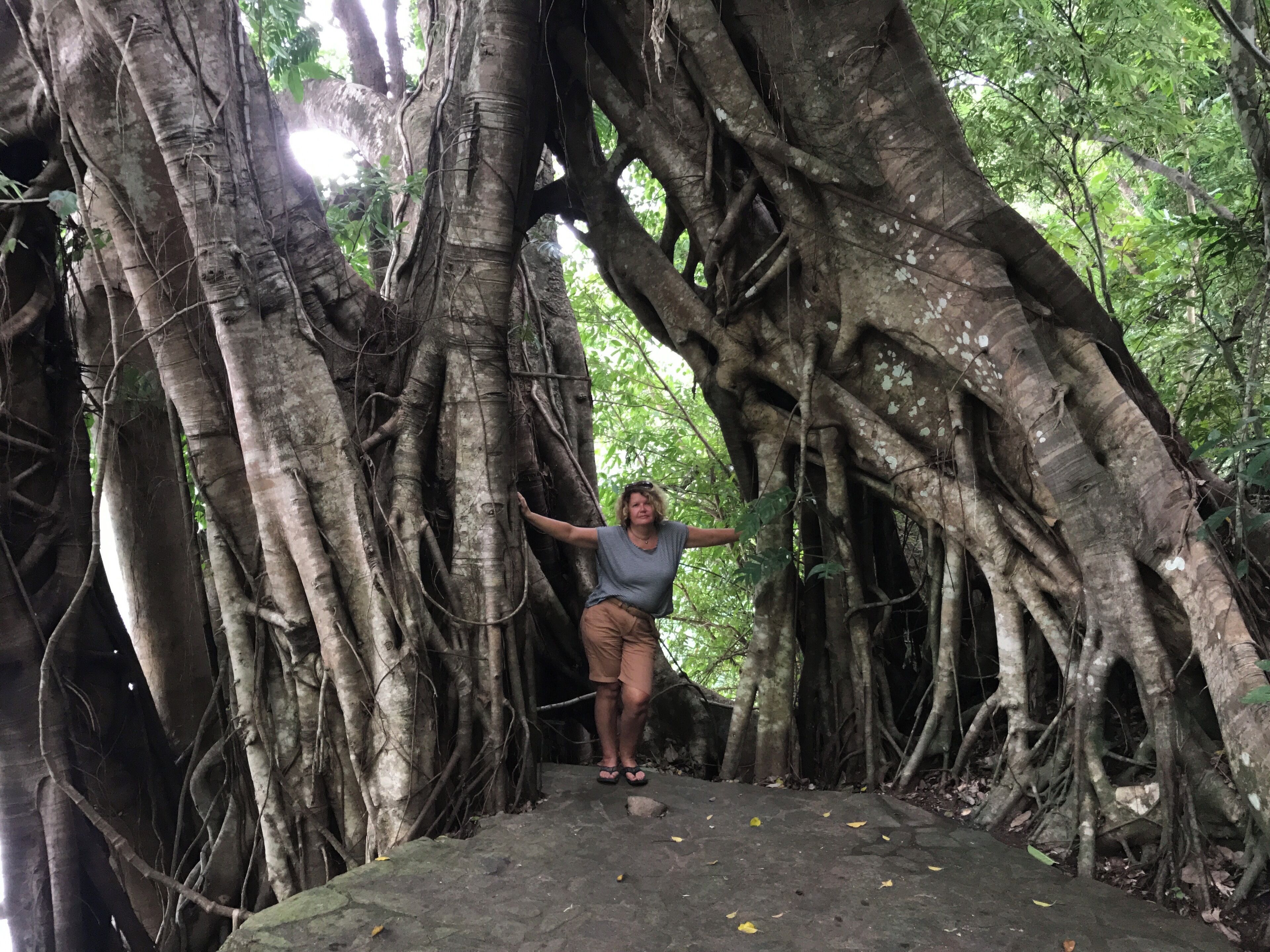A person standing under a large tree with extensive roots.