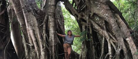 A person standing under a large tree with extensive roots.