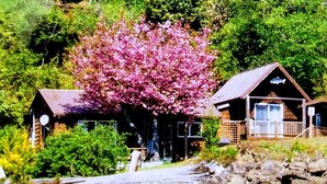 Een rustieke hut met een grote, roze bloeiende boom ervoor, omringd door weelderige begroeiing.