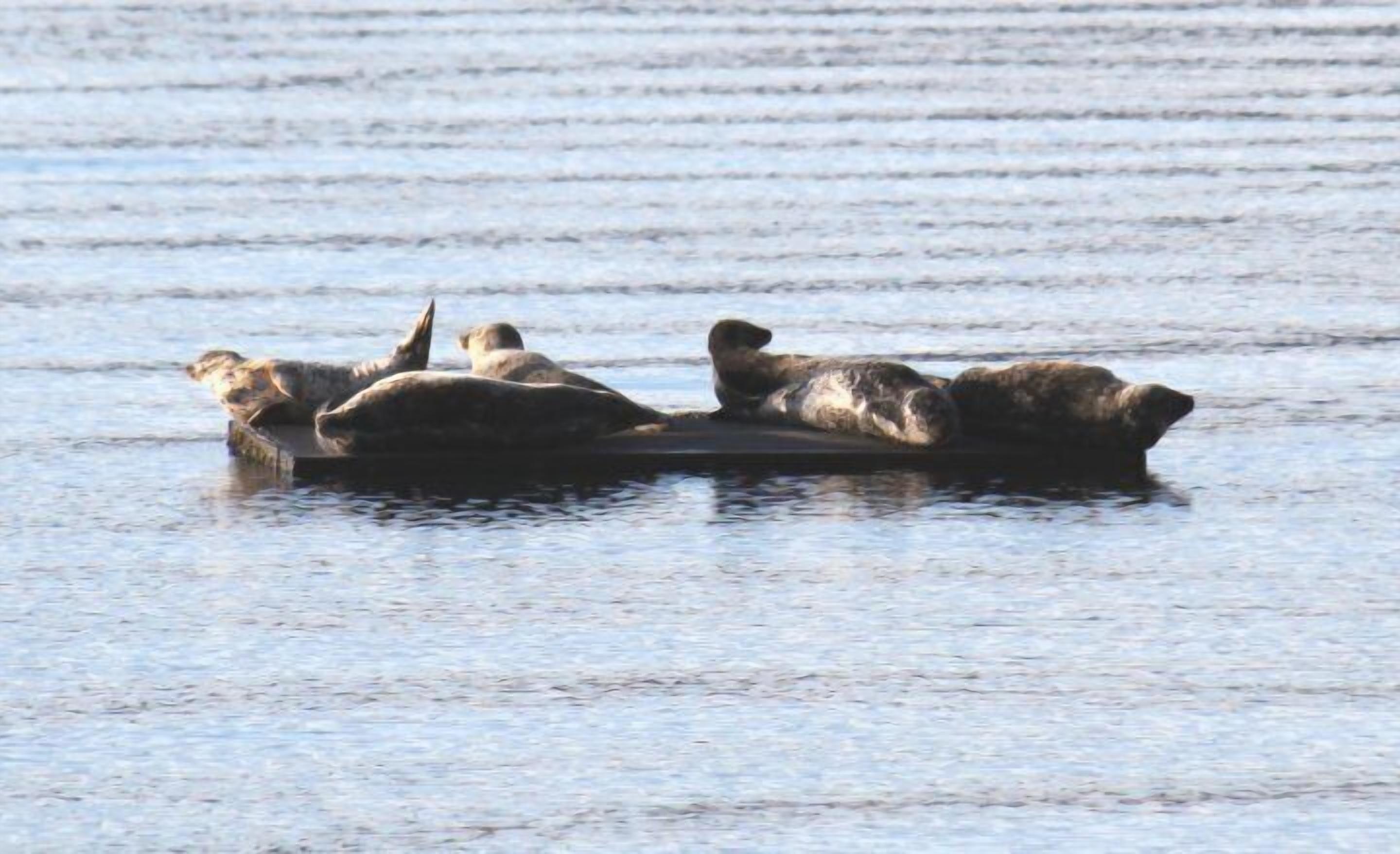 A group of seals resting on a flat surface with water around them.