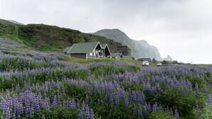 A house with a green roof and white walls, surrounded by a field of purple flowers, with a mountain in the background. - Vík Cottages (Vik I Myrdal)