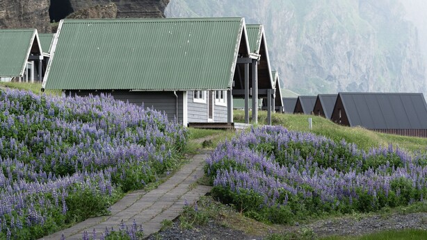 A row of wooden cabins with green roofs, set against a backdrop of mountains and a field of purple flowers. - Vík Cottages (Vik I Myrdal)