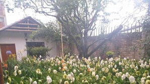 Een tuin met veel witte bloemen en een bakstenen muur op de achtergrond.