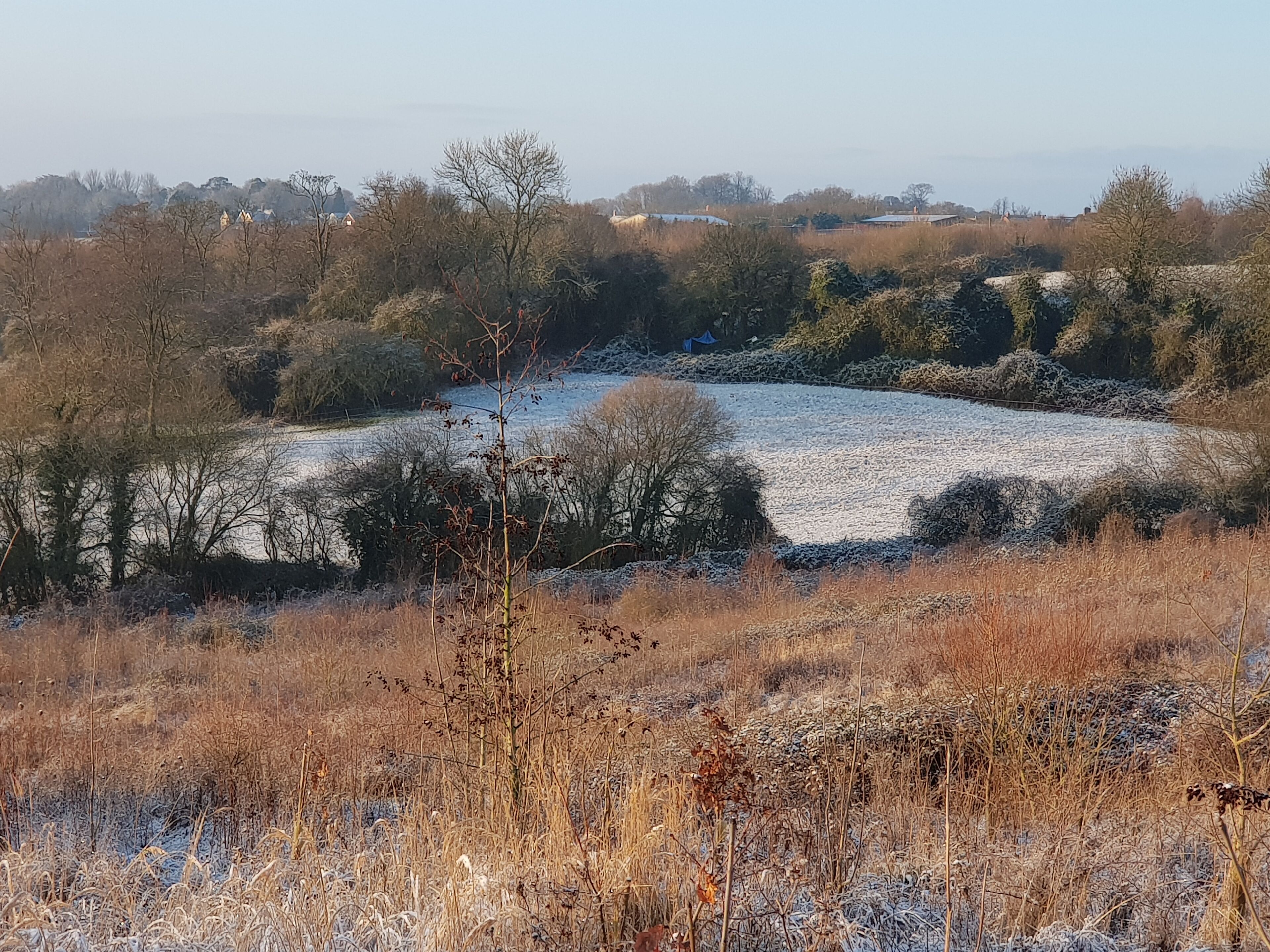 Foto - Wisteria Haze