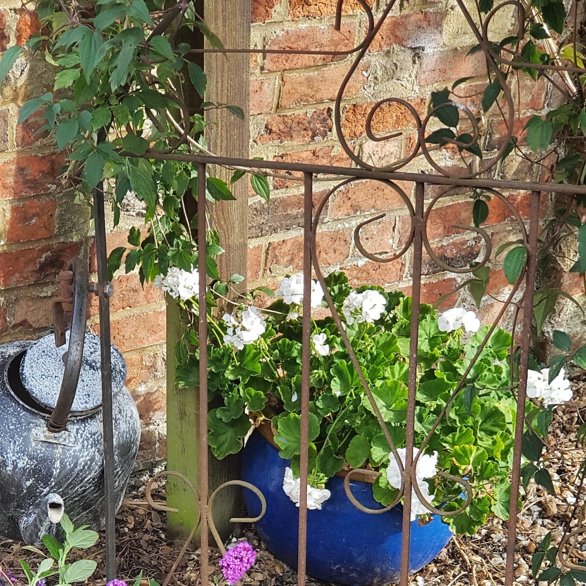 Foto - Wisteria Haze