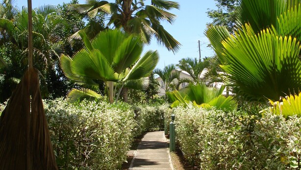 Un sendero bordeado de exuberante vegetación y palmeras, que conduce a un edificio.
