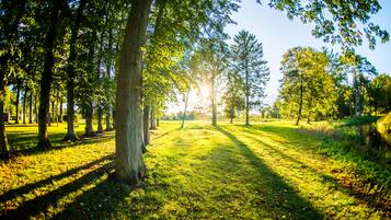 A pathway through a park with trees and sunlight filtering through.