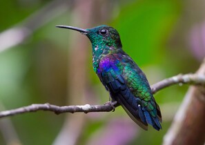 A bird perched on a branch. - Hacienda Hotel El Percal (Montenegro)