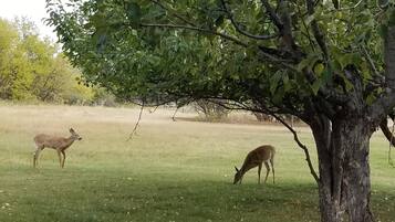 Un árbol con un tronco grueso y follaje denso en un campo cubierto de hierba.