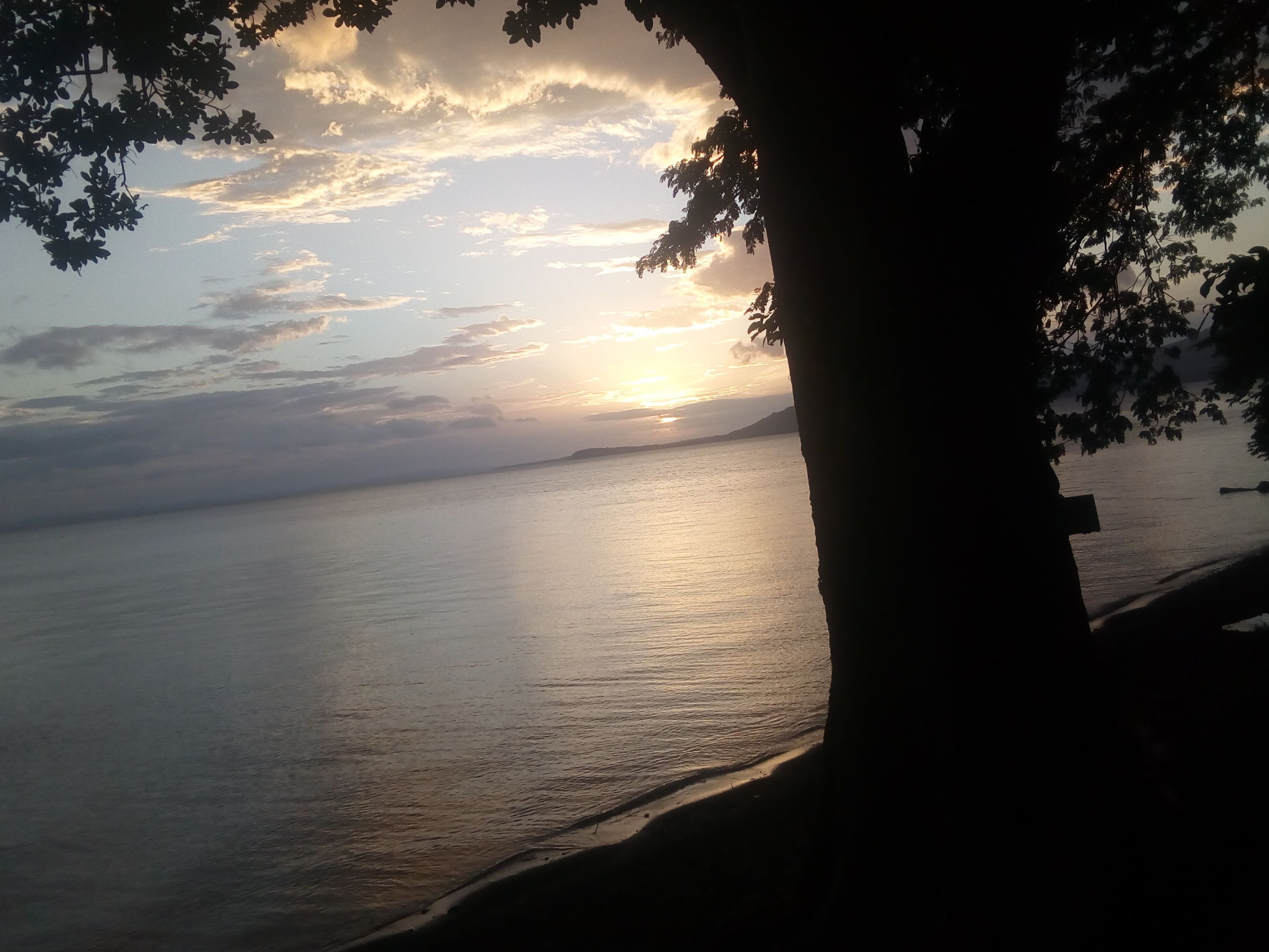 Escena de playa con un árbol en primer plano y una puesta de sol sobre el agua.