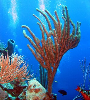 Unclassified image, 3 of 22, button