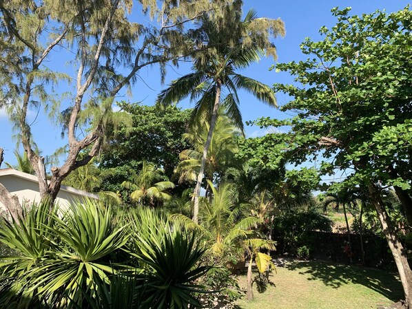Un rigoglioso giardino con diversi alberi, tra cui palme e un grande ficus.