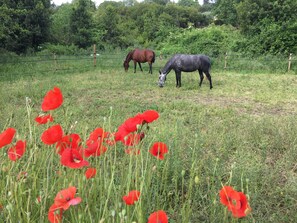 Un champ où paissent des chevaux, avec des coquelicots rouges au premier plan.