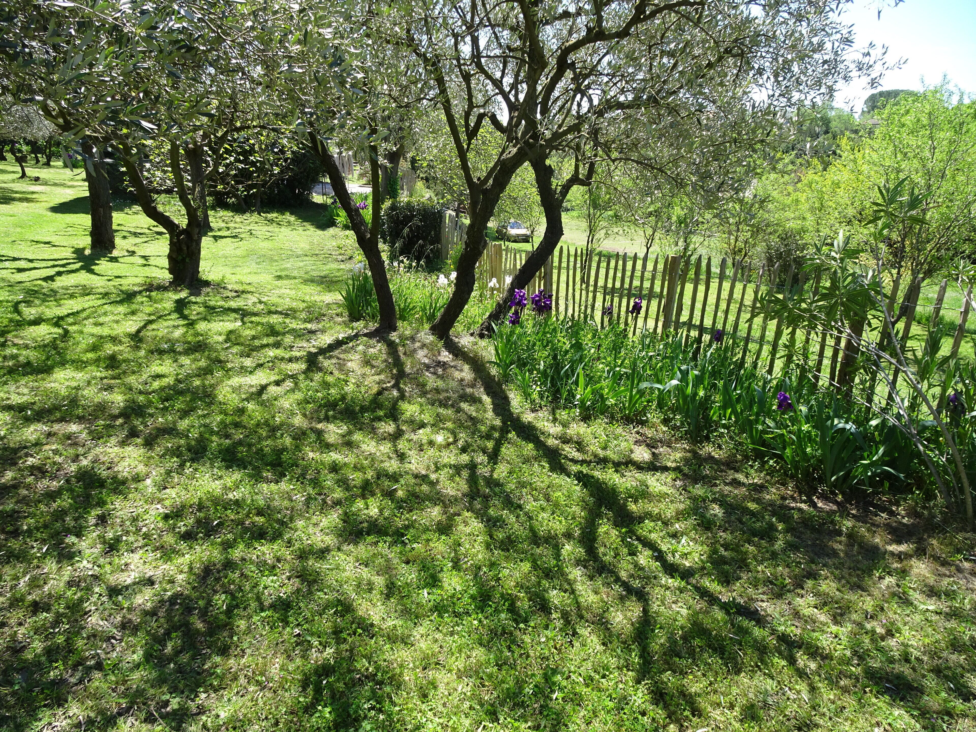 Een weelderige tuin met volwassen bomen, een houten omheining en diverse groene planten.