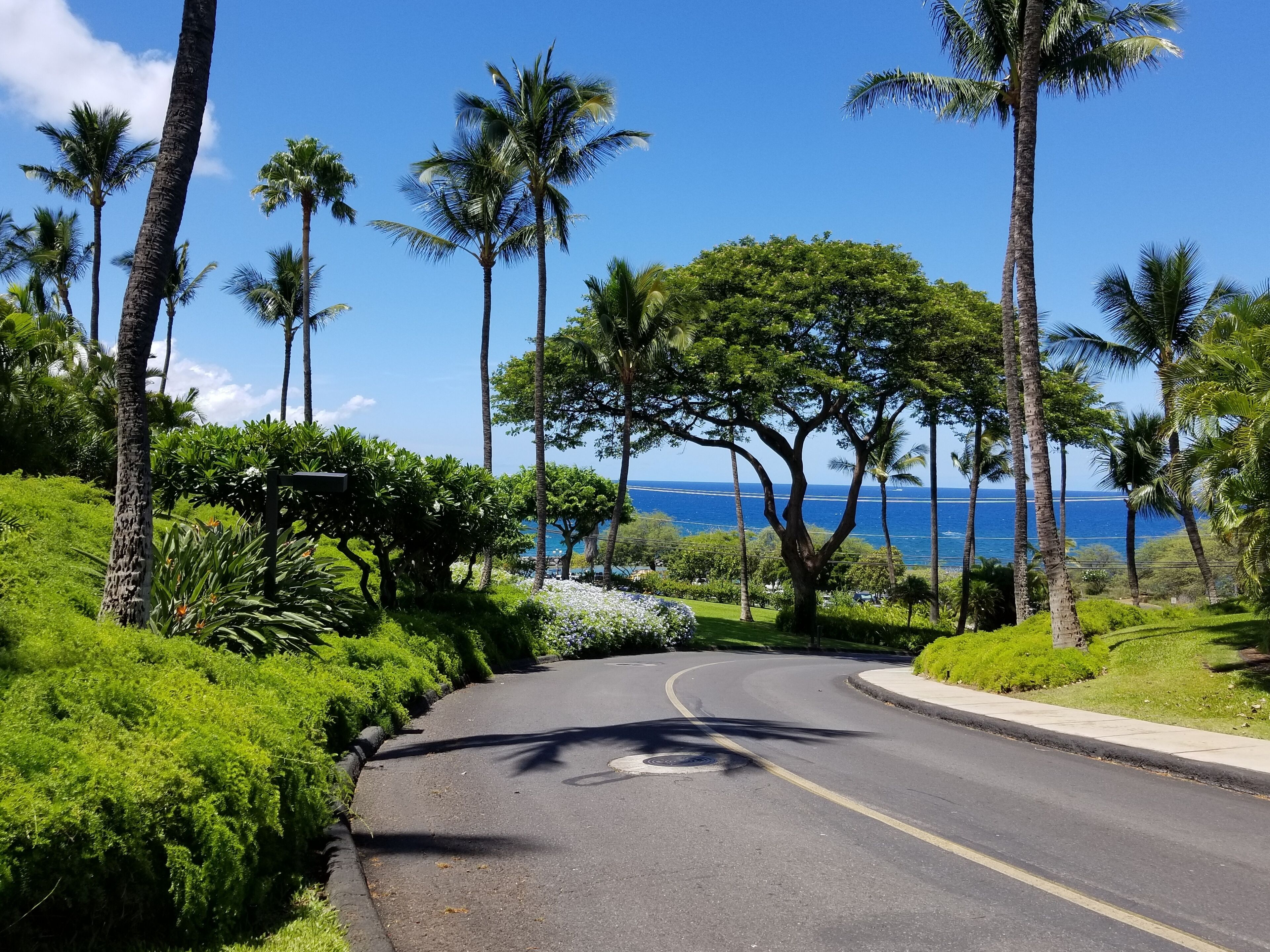 A curved road lined with palm trees and lush greenery, leading to a view of the ocean.