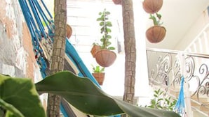 Una hamaca, plantas en macetas y una escalera en una habitación.