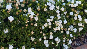 A residential building with a brick facade, a balcony with a white railing, and a garden with white flowers. - Fully furnished 2 bedroom apartment (Mollymook)