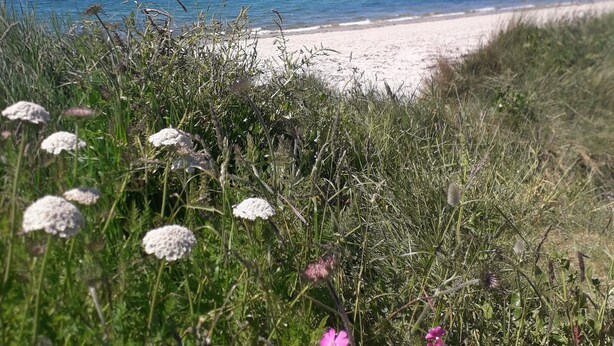 A beach with white flowers and pink flowers in the foreground, a sandy beach, and the sea in the background.