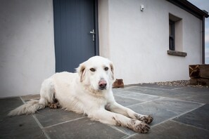 A white dog lying on a tiled floor outside a building with a blue door and a window. - Quaint and Luxurious Cottage overlooking Doolin and the Aran Islands (Doolin)