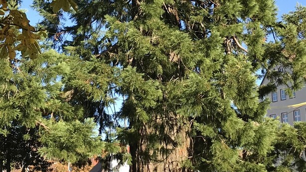 A large tree with a thick trunk and dense green foliage, set against a clear blue sky. - Small home in the spa area Freudenstadt (Freudenstadt)