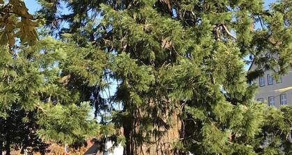 Petite maison dans le spa Freudenstadt