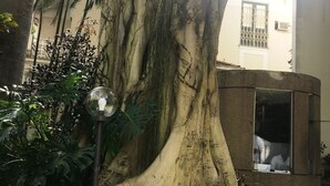 A large tree with extensive roots and a small structure with a window.