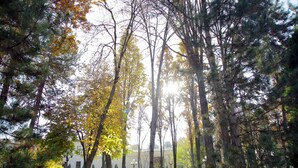 A park with tall trees and a building in the background. - Residence Park Hotel (Tashkent)