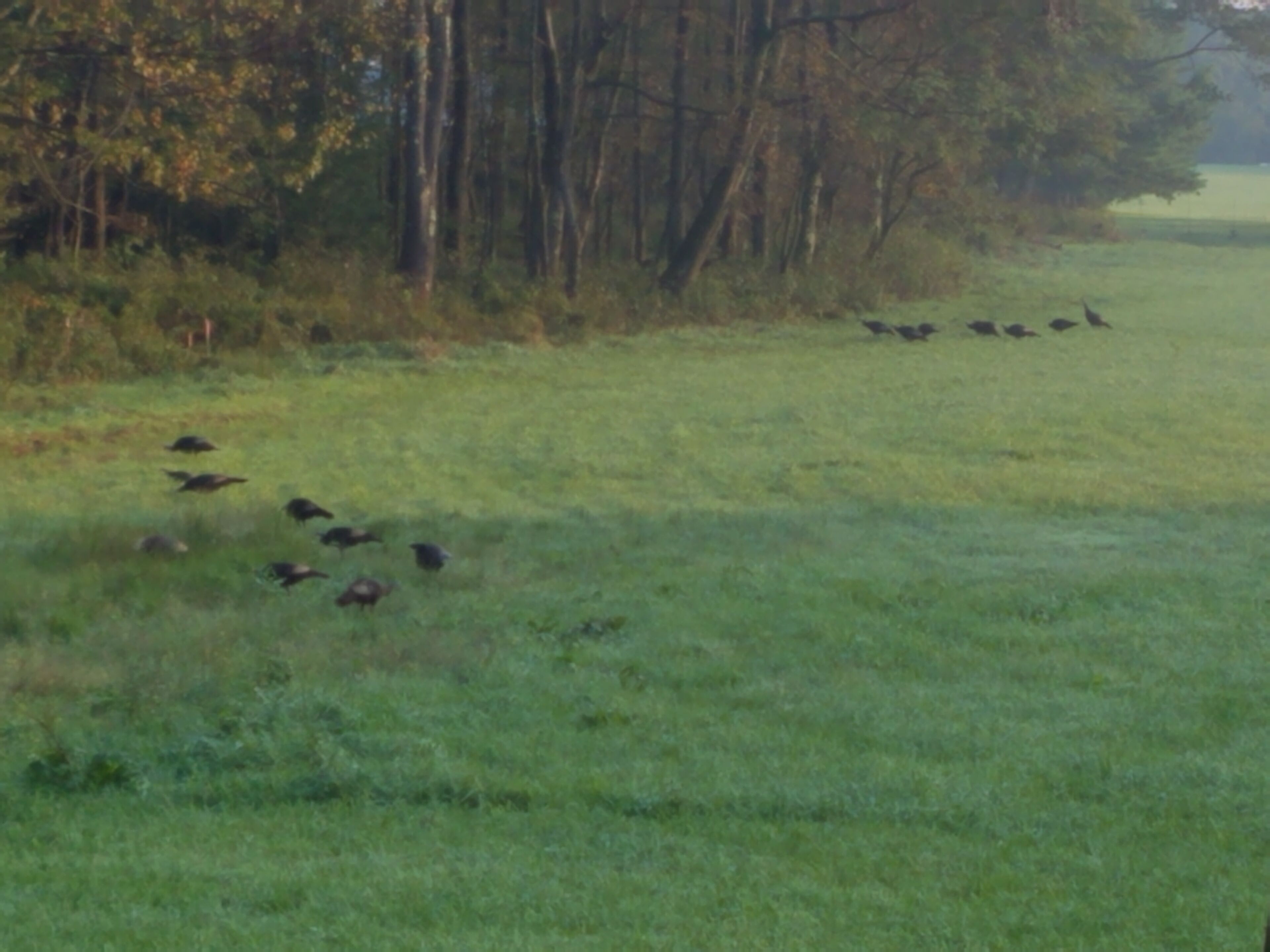 Eine grüne Wiese mit einer Baumreihe im Hintergrund.