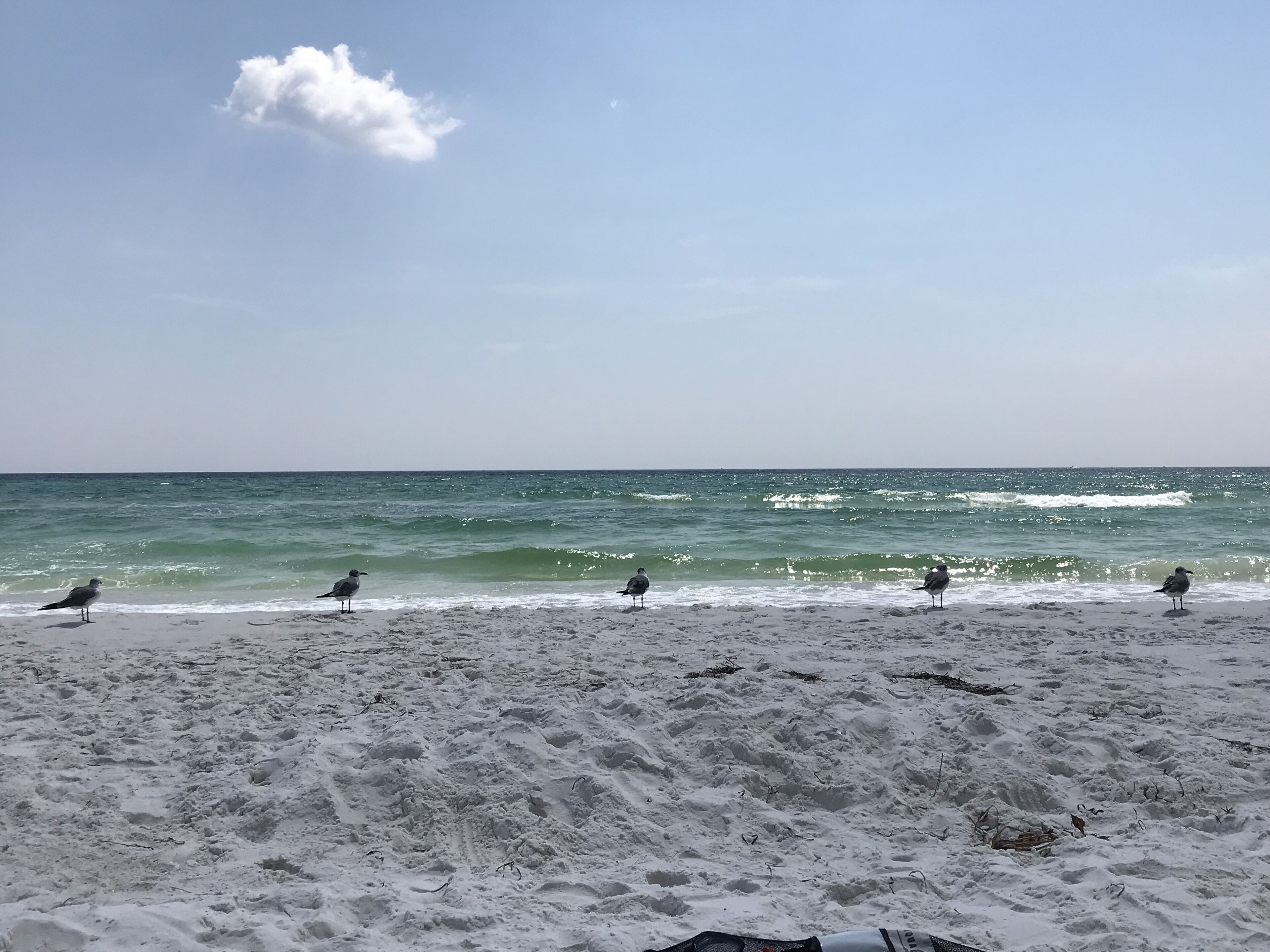 A beach with sand and a few birds.