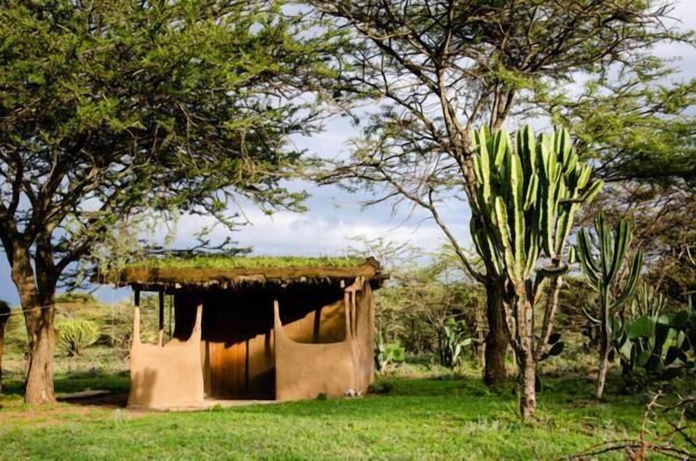 A small, rustic hut with a thatched roof, surrounded by trees and cacti in a natural setting.