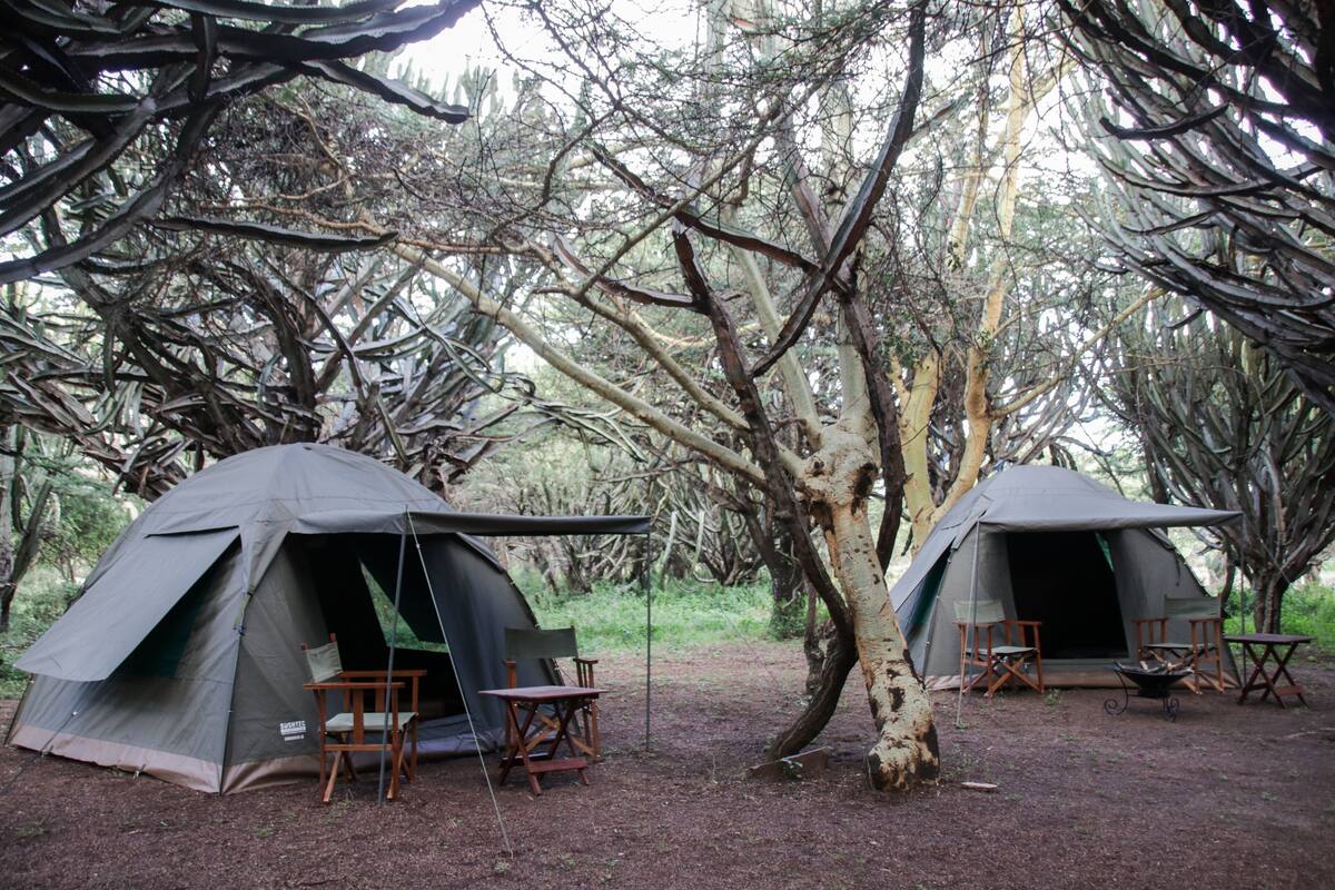 Two tents set up in a forested area with chairs and a table nearby.